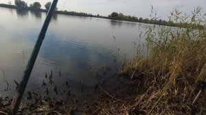 Ловим крупного карася на чеснок
