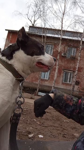 rutube.ru