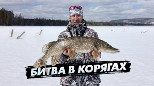 Битва со щукой в коряжнике