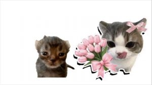 котяры вот так клад серия 17 серия мультфильм для детей