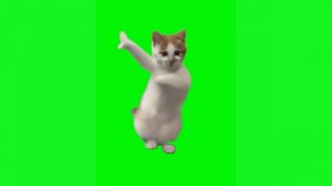 Кот танцует - мем