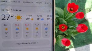 Поздравляю всех с праздником! Обзор погоды и огорода 1 мая 2026 года.