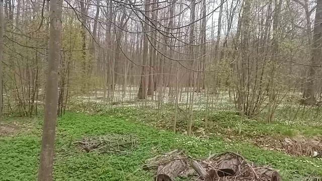 Подснежники.