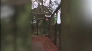 Приколы с обезьянами. Видео.
