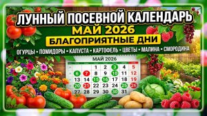 Лунный посевной календарь на МАЙ 2026 года, благоприятные дни | Когда сажать ничего НЕЛЬЗЯ