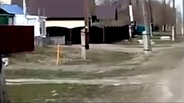Лиса гуляет по деревне в Таврическом районе Омской области