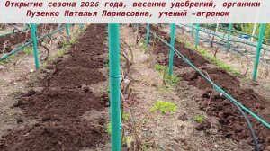 2026 год открытие виноградного сезона, внесение удобрений (Пузенко Наталья Лариасовна)