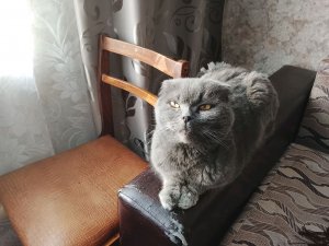 просто стрим