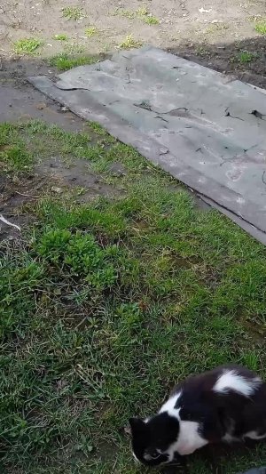 она
