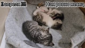 🐱 Смешные животные. Моим котяткам сегодня ровно месяц 28.04.26