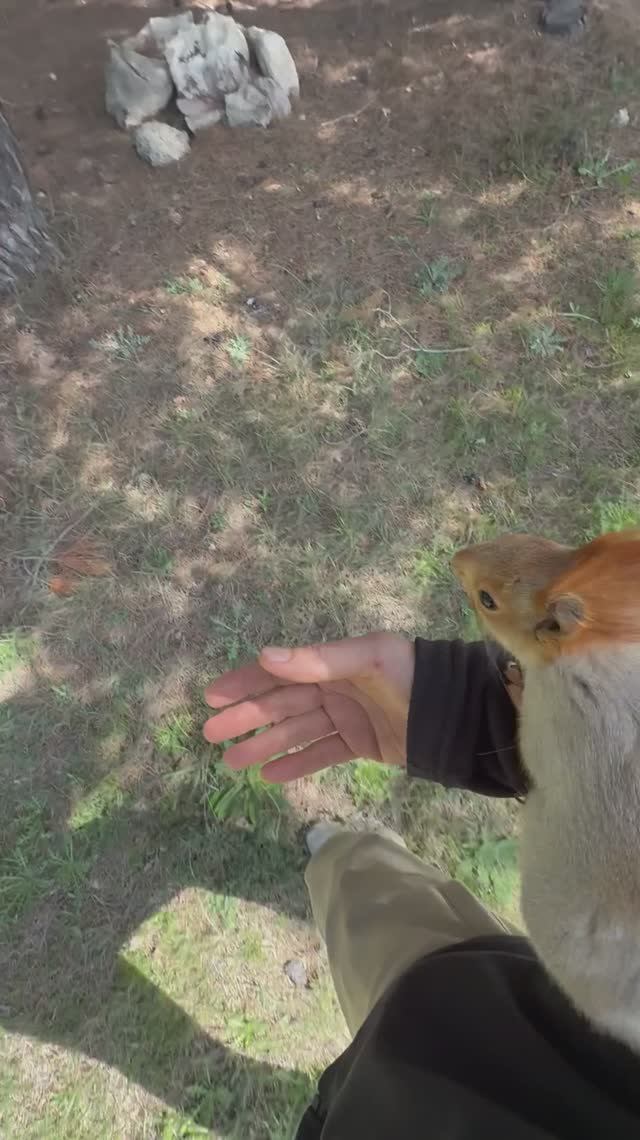 Прогулка в лесу 😎
