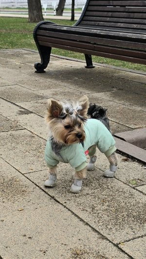 🐶Любительница долгих прогулок🐾  #shorts