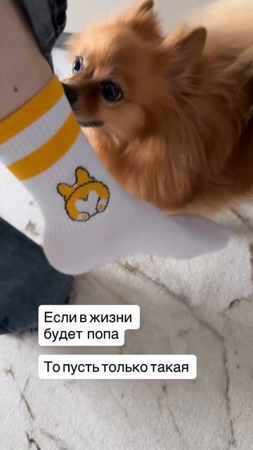 Собачая мудрость ☝🏻