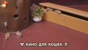 Видео для кошек про крысок развлекать питомцев 🐭🐀😂 (517)