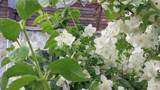 Обшивка дома в одиночку. Подробно, с самого начала. Часть 2