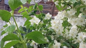 Обшивка дома в одиночку. Подробно, с самого начала. Часть 2