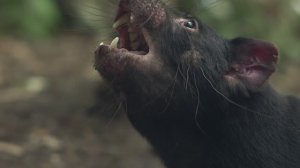 Тасманийский Дьявол. Санитар леса