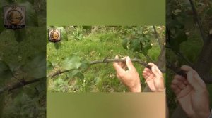 Спасём дерево от черного рака. Как правильно удалять заражённые ветки на деревьях.