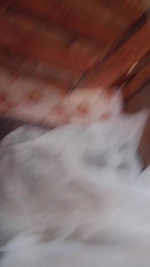 пппп