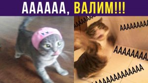 ААААА! ВАЛИМ!!)) Приколы с котами