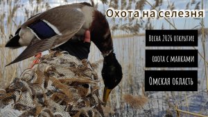 Охота на селезня с духовыми манками.  Весна 2026. 4К
