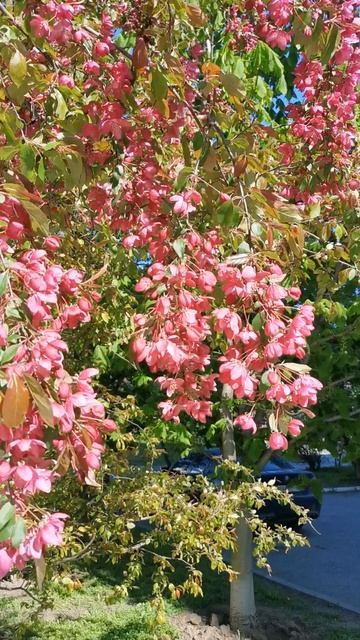 Весна. Цветы