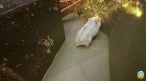 Приключения хомячка в саду! 1