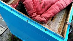 Пчёлы.Правильный облёт молодой пчелы.Сколько осталось ивового мёда ,после длительных похолоданий?