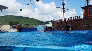Дельфины🐬Представление в дельфинарии