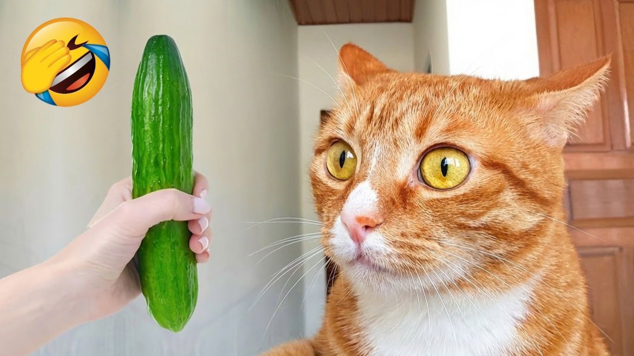 СМЕШНЫЕ КОТЫ | ЛУЧШИЕ ПРИКОЛЫ С КОТАМИ, СОБАКАМИ, КОШКИ, СОБАКИ, ЖИВОТНЫЕ, СМЕШНОЕ ВИДЕО