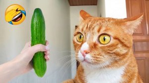 СМЕШНЫЕ КОТЫ | ЛУЧШИЕ ПРИКОЛЫ С КОТАМИ, СОБАКАМИ, КОШКИ, СОБАКИ, ЖИВОТНЫЕ, СМЕШНОЕ ВИДЕО