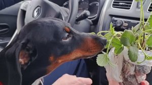 А я всё никак не успокоюсь! Мне нужна вся клубника в мире! Купила белую ананасную) Такой у меня нет)