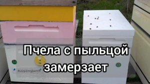 Пчела с пыльцой замерзает.