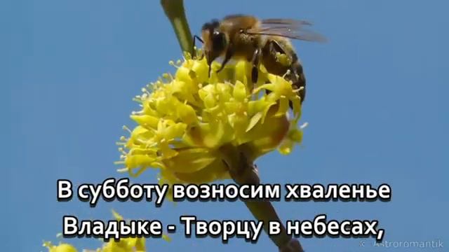 Суббота святая - ты радость
