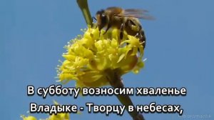 Суббота святая - ты радость