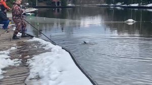 Форелька