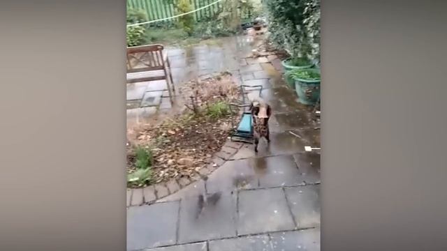 Забавные животные (4)