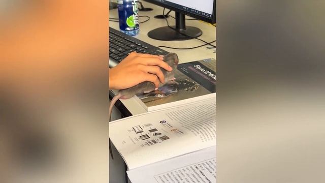 приколы с животными 23234