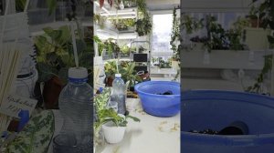 Аглаонемы. Посадка+болталка+излишки🍀🍀🍀