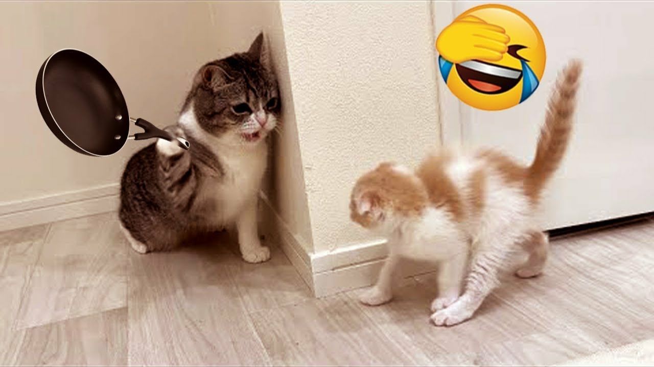 СМЕШНЫЕ КОТЫ | ЛУЧШИЕ ПРИКОЛЫ С КОТАМИ, СОБАКАМИ, КОШКИ, СОБАКИ, ЖИВОТНЫЕ, СМЕШНОЕ ВИДЕО