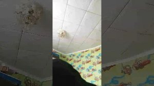 стрим Настя сластёна