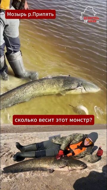Сом-гигант с добычей внутри： улов, который отпустили