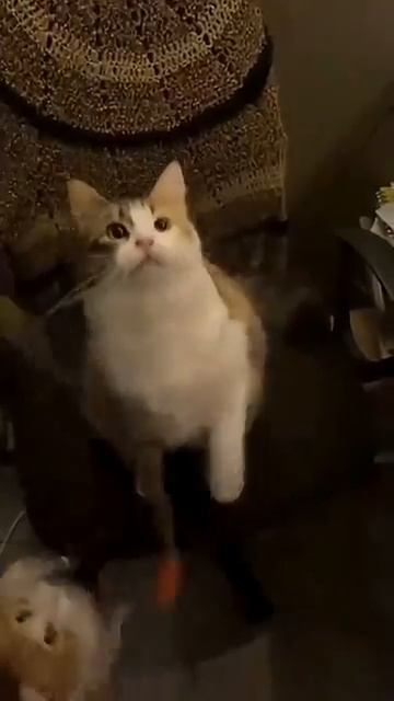 Ох уж эти коты