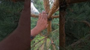 обрезка сосны чтобы не ломалось снегом