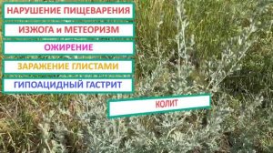 Полынь горькая применение