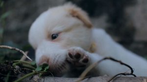 Щенята🐶🐾