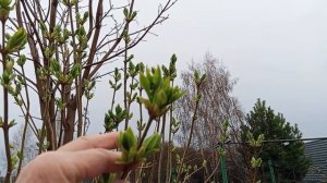 Весенние хлопоты. Немного готовых работ.