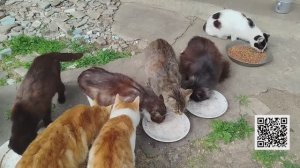 Поздравляем с 1 мая! 🌷🎈😽🐱😽