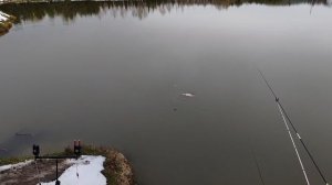 ещё один карп в подсаке