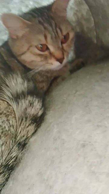 Мой первый блог! (MISS BUSY) говорящая кошка.